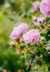 Pink rose flowers. Garden plants in full bloom. Summertime season flowering. 