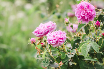 Pink rose flowers. Garden plants in full bloom. Summertime season flowering. 