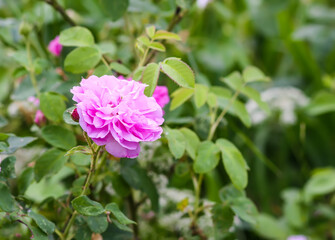 Pink rose flowers. Garden plants in full bloom. Summertime season flowering. 