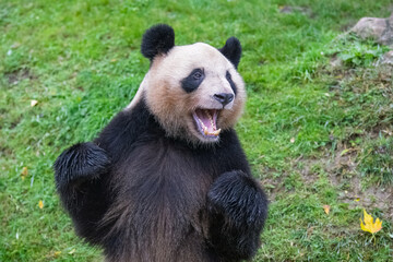 Fototapeta premium A giant panda standing on the grass, portrait 