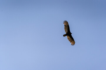 A Turkey vulture (Cathartes aura) flies over the Mayan ruin complex at Chichen Itza.
