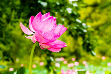 Obraz premium Flower of Indian or sacred lotus in summer