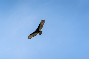 A Turkey vulture (Cathartes aura) flies over the Mayan ruin complex at Chichen Itza.