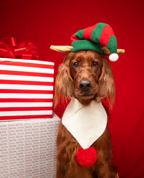 Portrait of an Irish Setter dressed as a christmas elf sitting next to a stack of christmas gifts