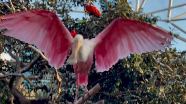 Roseate Spoonbill flaps its wings. Portrait of a Roseate Spoonbill, (Ajaja ajaja) Oceanarium Valencia
