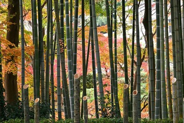 Obraz premium Scenery of autumn leaves in Japan. Seasonal background material.