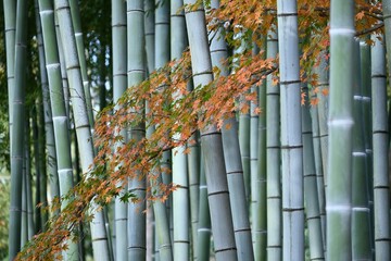 Scenery of autumn leaves in Japan. Seasonal background material.