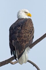 Close up of a bald eagle on a branch.