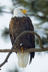 Close up portraiture of a bald eagle on a branch.