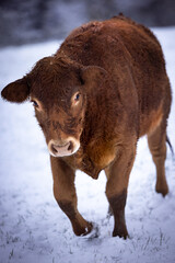 Naklejka premium Brown furry cow in snow in Germany at winter