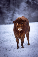 Brown furry cow in snow in Germany at winter