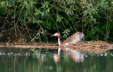 Great crested grebe in a beautiful lake with nest