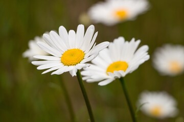 daisies in a field
