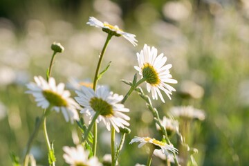 daisies in the grass