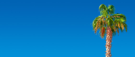 Banner holiday concept with a big date palm tree with orange fruits at blue sky gradient background...
