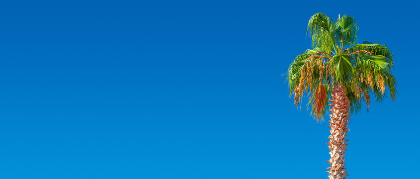 Banner holiday concept with a big date palm tree with orange fruits at blue sky gradient background with copy space