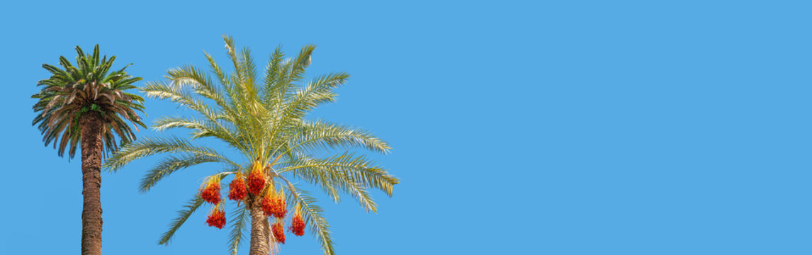Banner holiday concept with two tropical big old palm trees, one of them a date palm with orange fruits at blue sky solid background with copy space