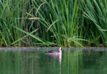 Great crested grebe in a beautiful lake with nest