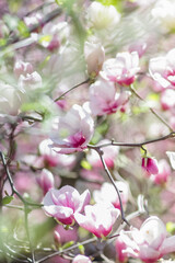Branches of pink magnolia. Beautiful spring flowers on branches. beautiful floral background from natural plants