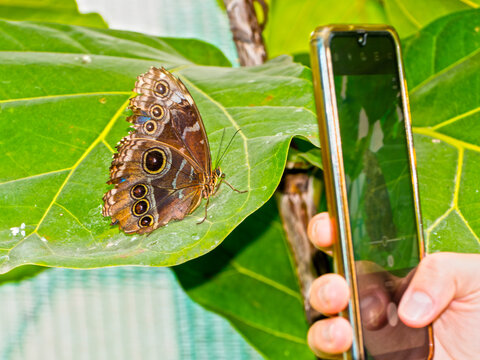Photo taking of a big tropical butterfly on leaves