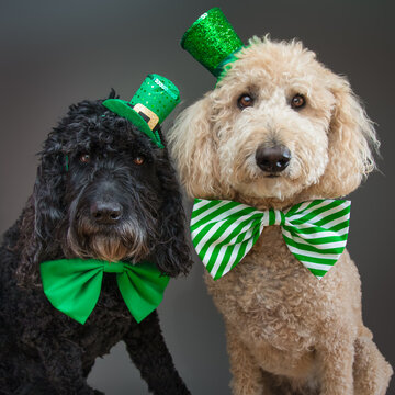 A black and a white labradoodle dog wearing hats and bow ties for St Patrick's Day