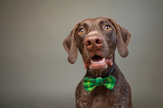 Portrait of a liver roan German Shorthaired Pointer wearing a green bow tie