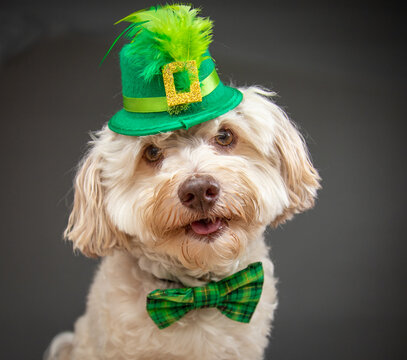 Portrait of a white javanese dog dressed in a green hat and bow tie for St Patrick's Day