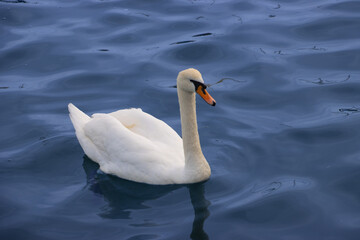 Naklejka premium White swan at the Black Sea, Constanta, Romania