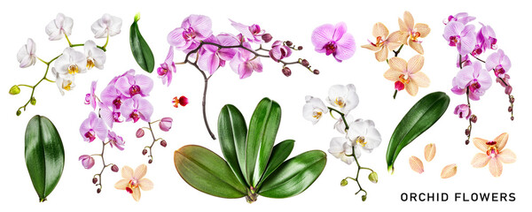 Different orchid flowers and leaves set. PNG with transparent background. Flat lay. Without shadow.