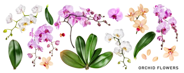 Deurstickers Different orchid flowers and leaves set. PNG with transparent background. Flat lay. Without shadow. © ifiStudio