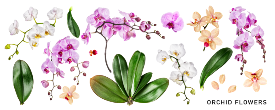 Different orchid flowers and leaves set. PNG with transparent background. Flat lay. Without shadow. - Powered by Adobe