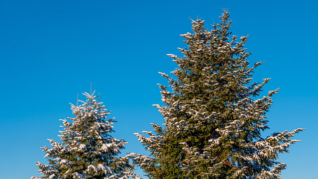 View over beautiful light green spruce trees covered with snow at gradient bright blue sky background with copy space