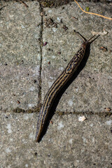 Leopard slug Mimax Maximus on a stone plate.