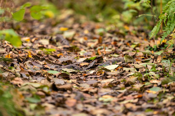 Fallen leaves on a forest path.