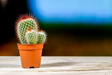 decorative small cacti with long colorful spikes in a pot on a dynamic colorful blurred background, close-up plants