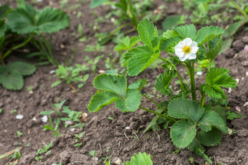 Beautiful white strawberry flower in the garden. The first crop of strawberries in the early summer. Natural background.