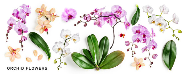 Orchid leaves and flowers set on white background.