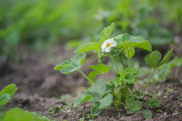 Beautiful white strawberry flower in the garden. The first crop of strawberries in the early summer. Natural background.