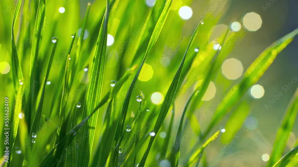 Poster dew drops on the grass shining in the morning rays of sun. grass is waving in the wind. slow motion 