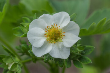 Beautiful white strawberry flower in the garden. The first crop of strawberries in the early summer. Natural background.