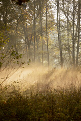 sunrise in the forest