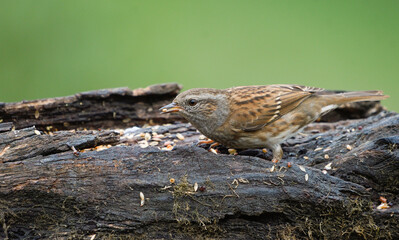 Male dunnock perched on a trunk eating birdseed