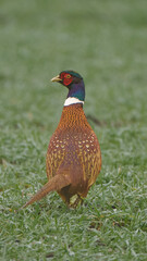 Naklejka premium pheasant in the grass