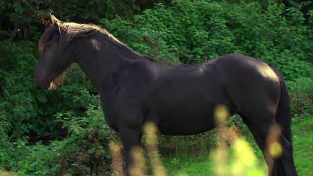 A wild black horse in a British field in golden sunlight