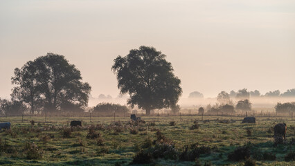 Landwirtschaft in Brandenburg / Deutschland im Nebel im Herbst