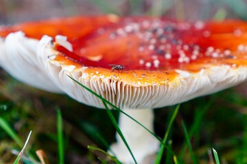 fly agaric mushroom © Kamil