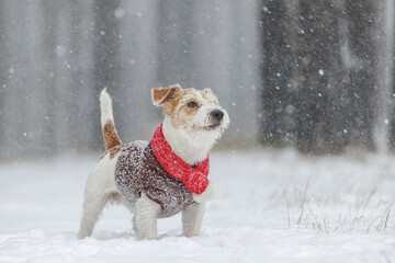 Jack Russell Terrier stands in the forest. Snowing. A dog in a festive red scarf with a bubo and a...