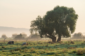 Landwirtschaft in Brandenburg / Deutschland im Nebel im Herbst