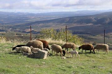 Obraz premium Herd of sheep grazing in a field of Andalusia (Spain) 
