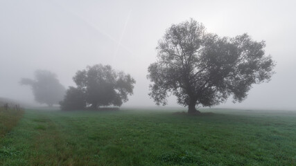 B&auml;ume im Nebel / Herbstlandschaft